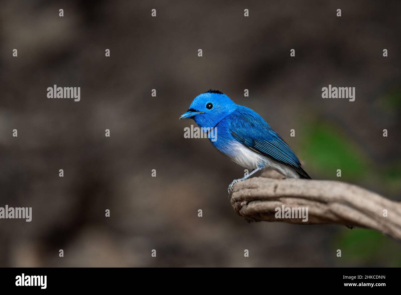 Black naped monarch bird hi-res stock photography and images - Alamy