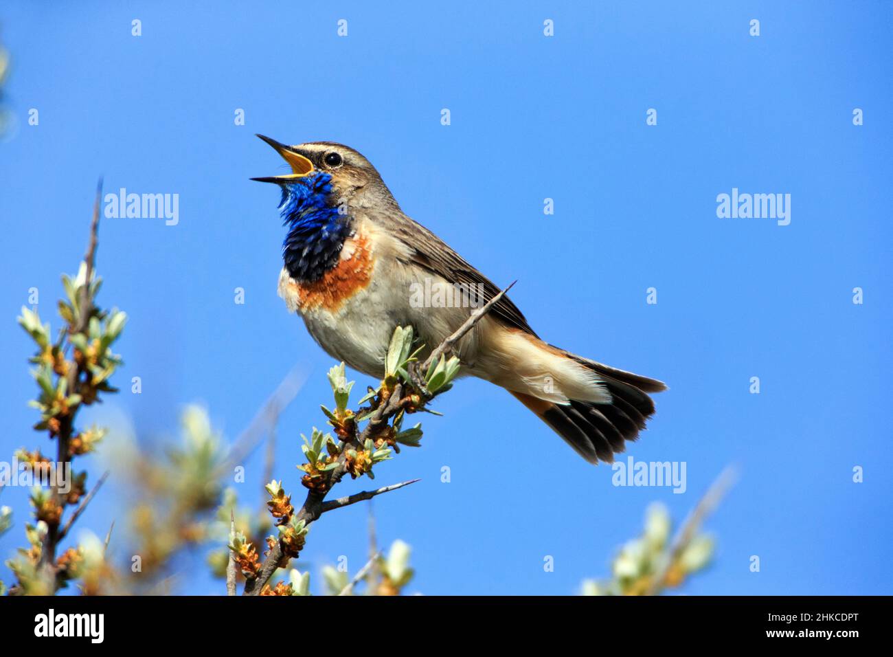 Bluethroat (Luscinia svecica) male singing and displaying, Island of Texel, Holland, Europe Stock Photo