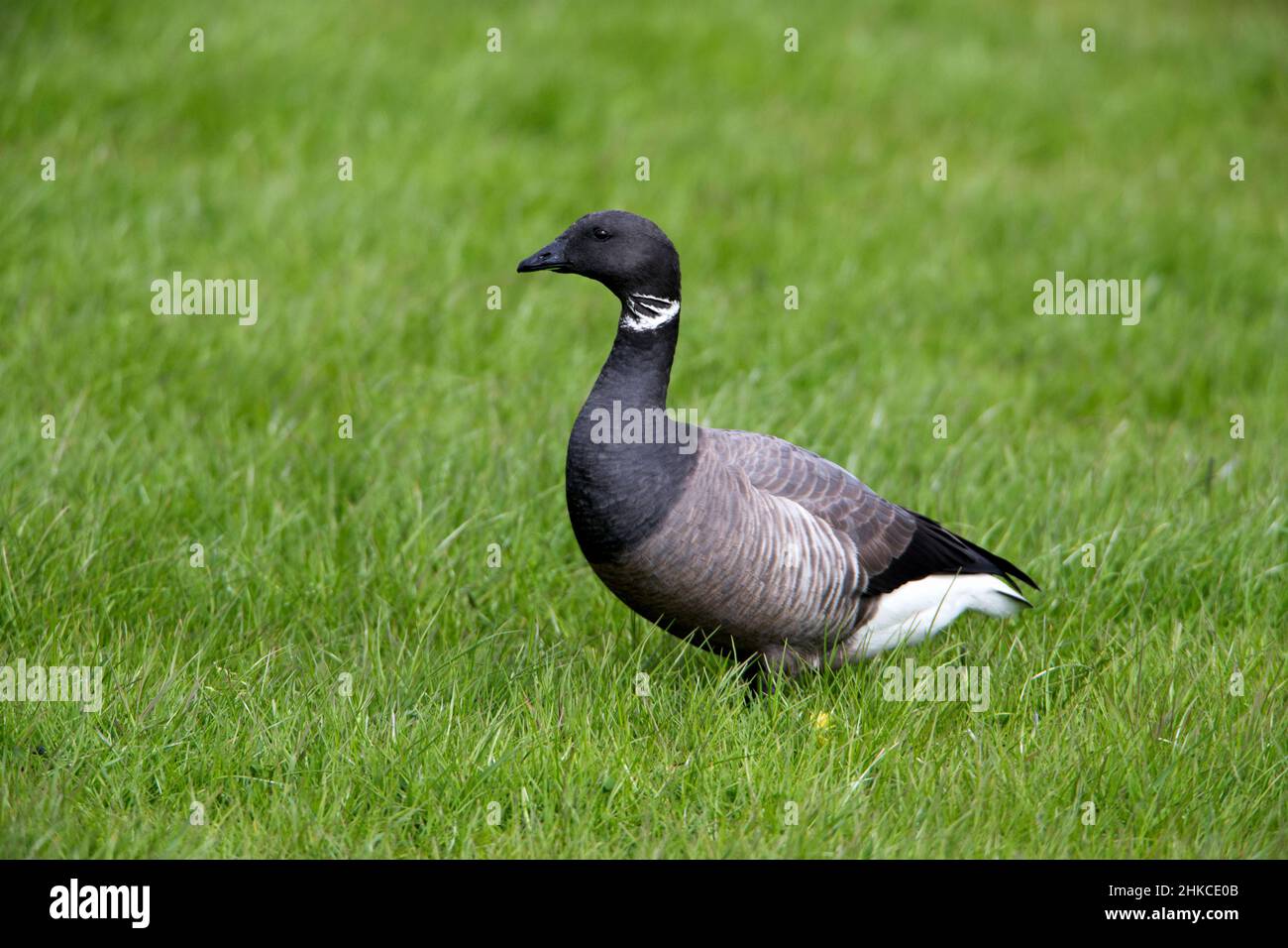 Brent Goose (Branta bernicla) on meadow, Island of Texel, Holland, Europe Stock Photo