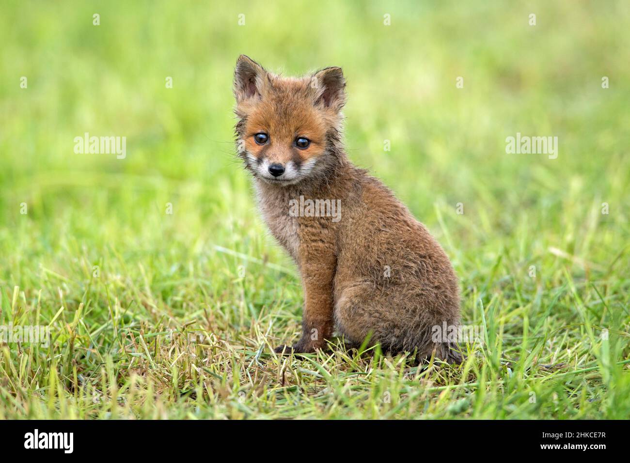 European Rd Fox (Vulpes vulpes) cub sitting on meadow, Germany Stock ...
