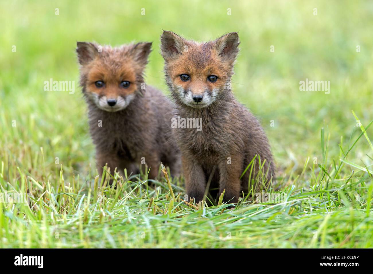 European Rd Fox (Vulpes vulpes) two cubs alert on meadow, Germany Stock Photo