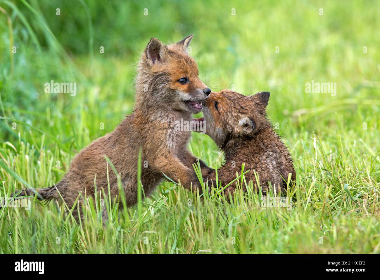 European Rd Fox (Vulpes vulpes) two cubs playing on meadow, Germany Stock Photo