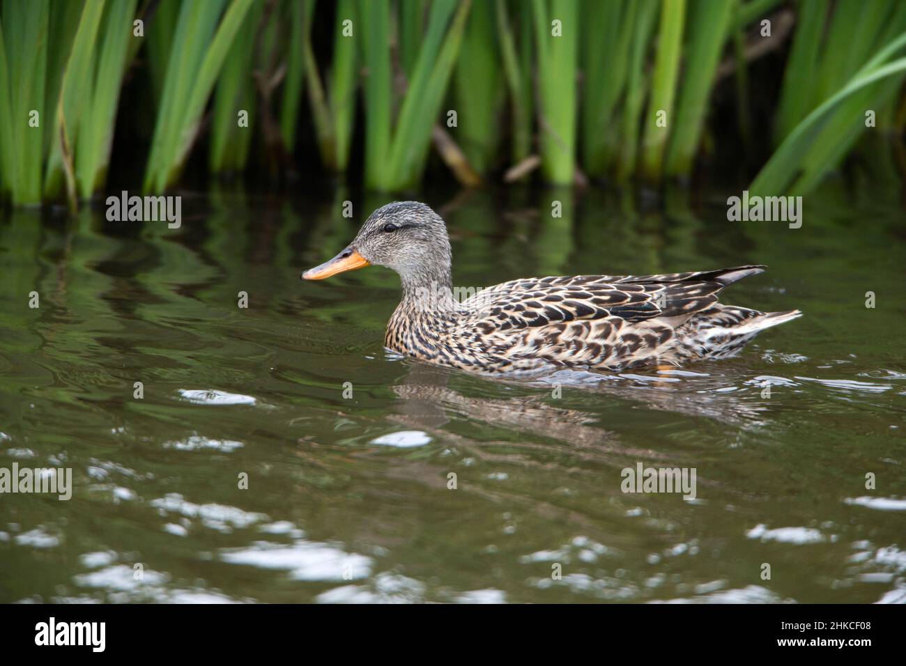 Gadwall (Anas strepera) female duck on  lake, Island of Texel, Holland, Europe Stock Photo
