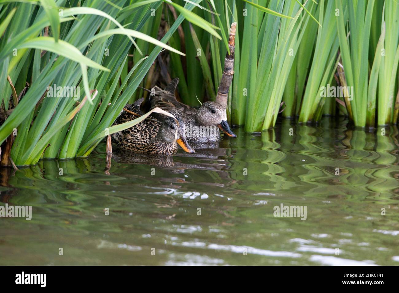 Gadwall (Anas strepera) duck and drake hiding in vegetation on lake, Island of Texel, Holland, Europe Stock Photo