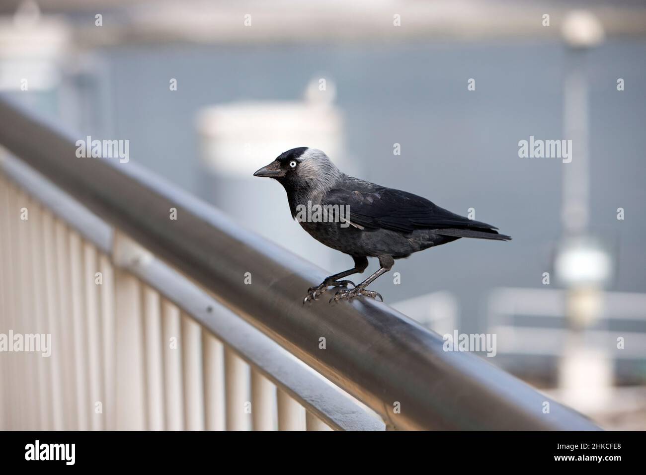 Jackdaw (Corvus monedula) perched on car ferry railing, Island of Texel, Holland, Europe Stock Photo