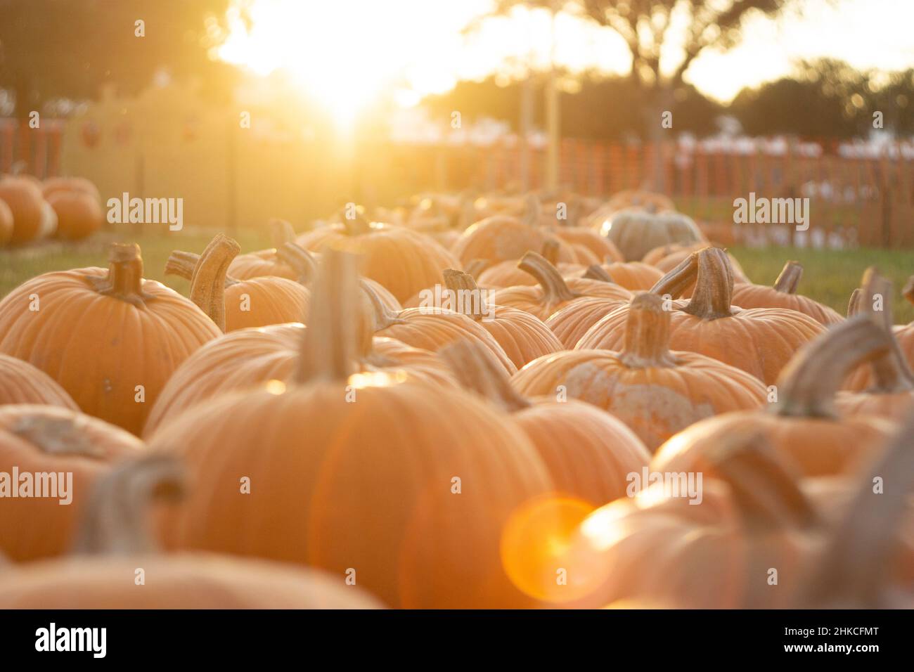 The pumpkin patch in fall is every kids dream to be at, especially near halloween! Stock Photo