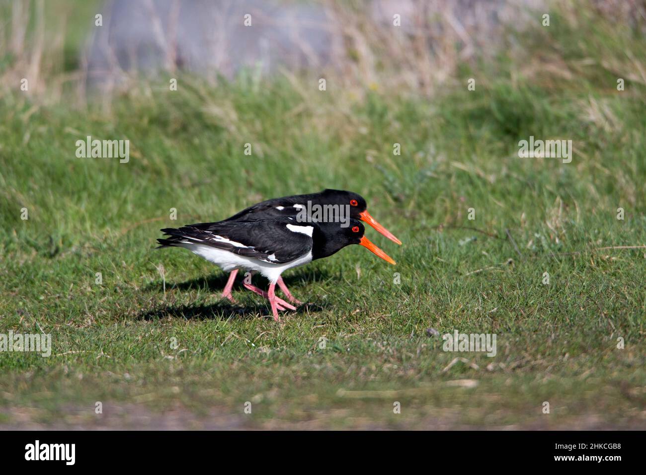 Oystercatcher (Haematopus ostralegus) two territorial rivals threatening each other, Island of Texel, Holland, Europe Stock Photo