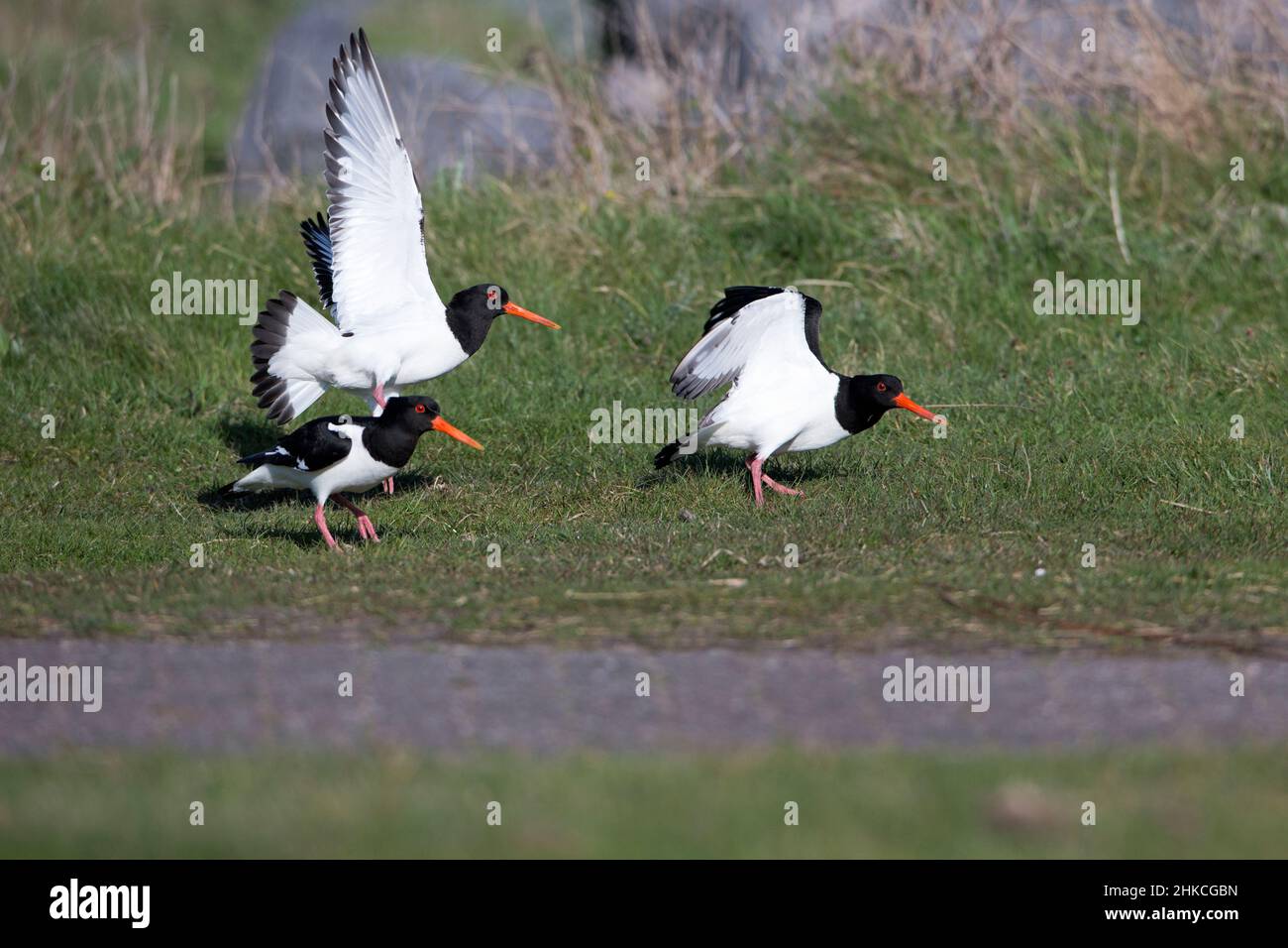 Oystercatcher (Haematopus ostralegus) pair chasing off rival, Island of Texel, Holland, Europe Stock Photo