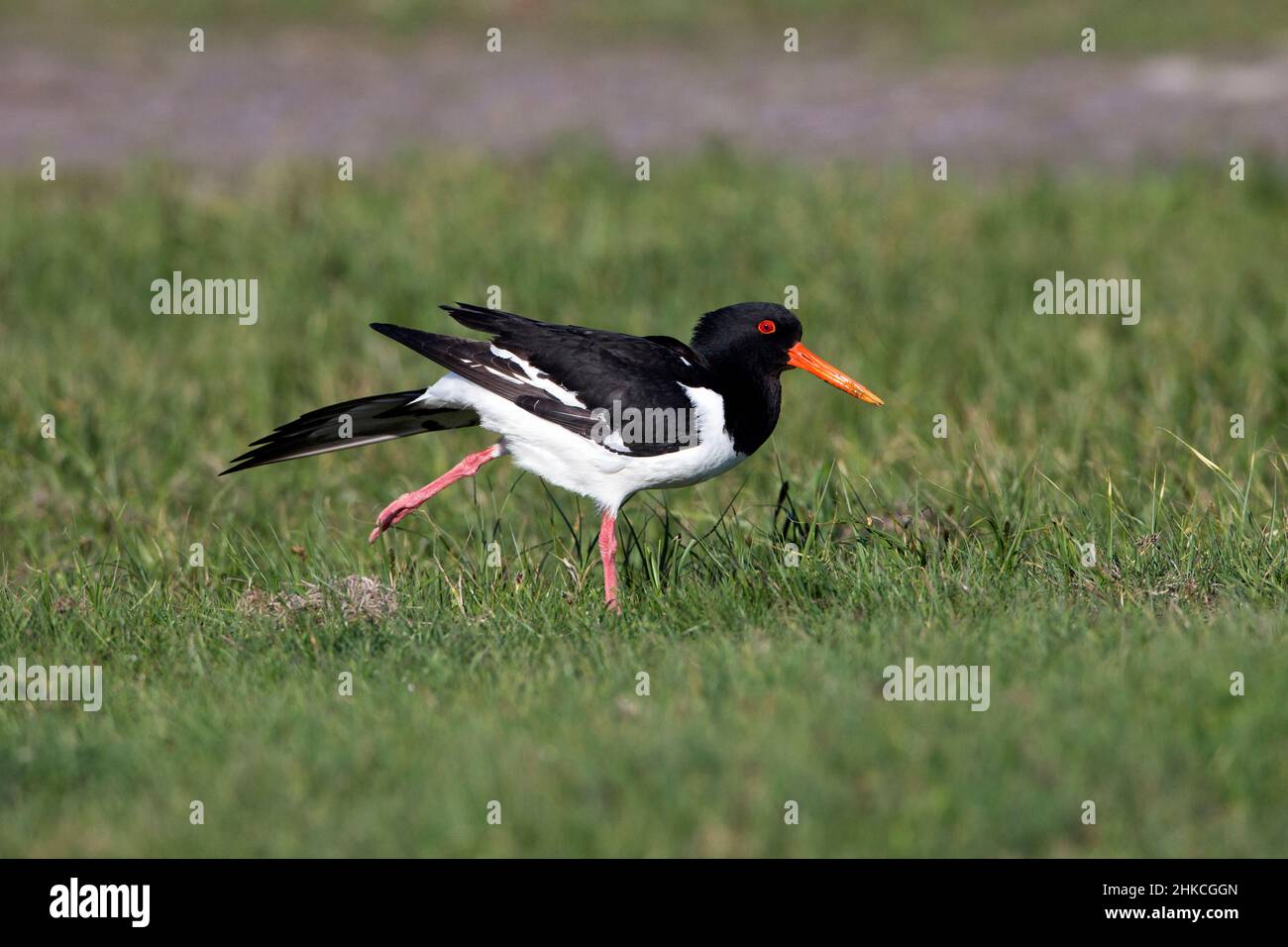Oystercatcher (Haematopus ostralegus) stretching wing muscles, Island of Texel, Holland, Europe Stock Photo