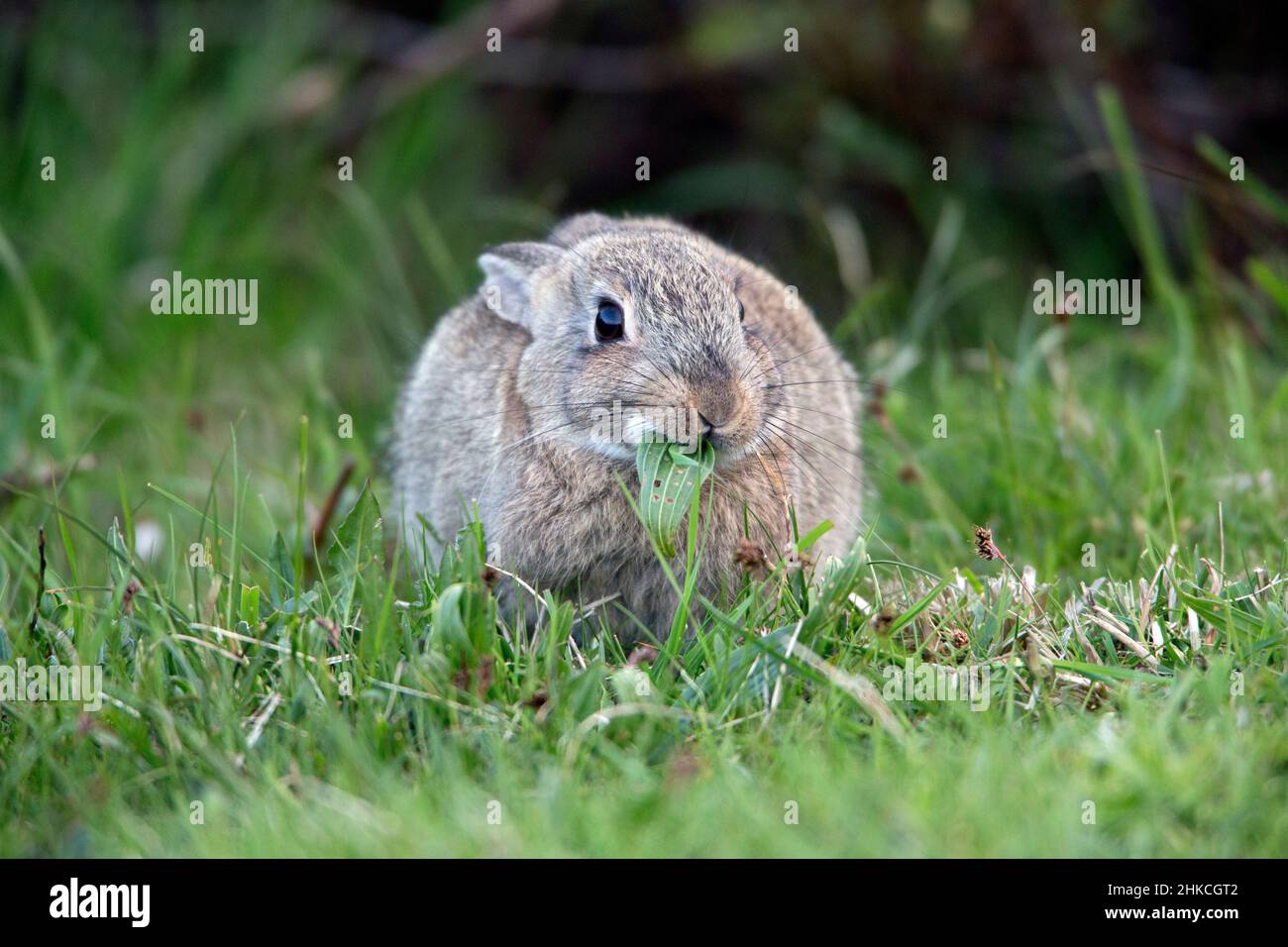 Wild Rabbit (Oryctolagus cuniculus) eating plants, Island of Texel ...