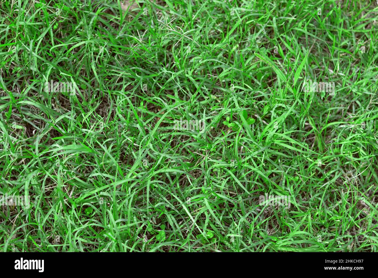 green grassland.Texture. Meadow grass background. Stems and leaves of soft green lawn grass.Drought tolerant lawn grass. Stock Photo