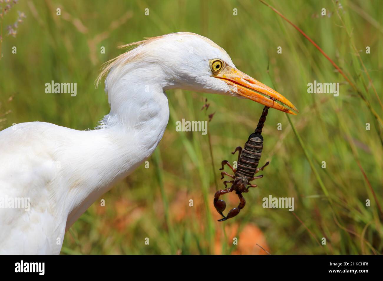 Western Cattle Egret with Pugnacious Burrowing Scorpion Prey, South Africa Stock Photo