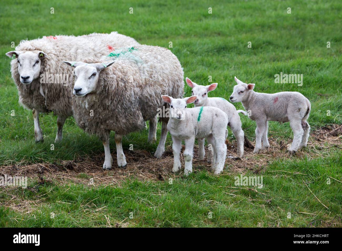 Texel Sheep two ewes with lambs on meadow, Island of Texel, Holland, Europe Stock Photo