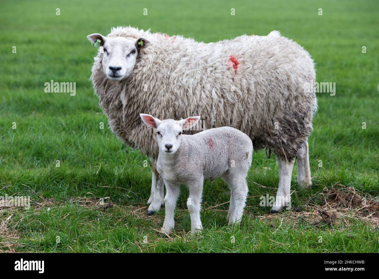 Texel Sheep, ewe with lamb, Island of Texel, Holland, Europe Stock Photo
