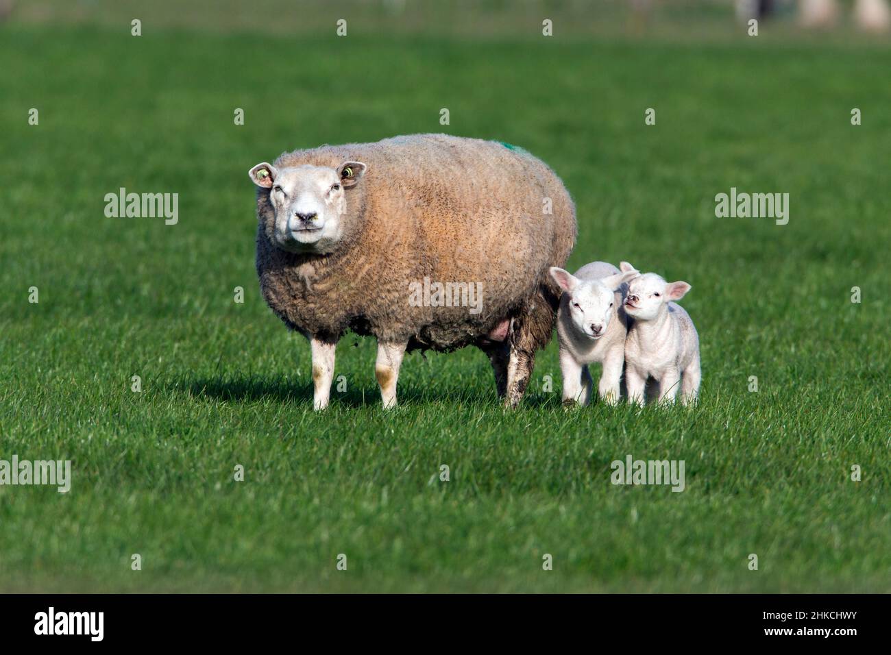 Texel Sheep ewe with twin lambs on meadow, Island of Texel, Holland, Europe Stock Photo
