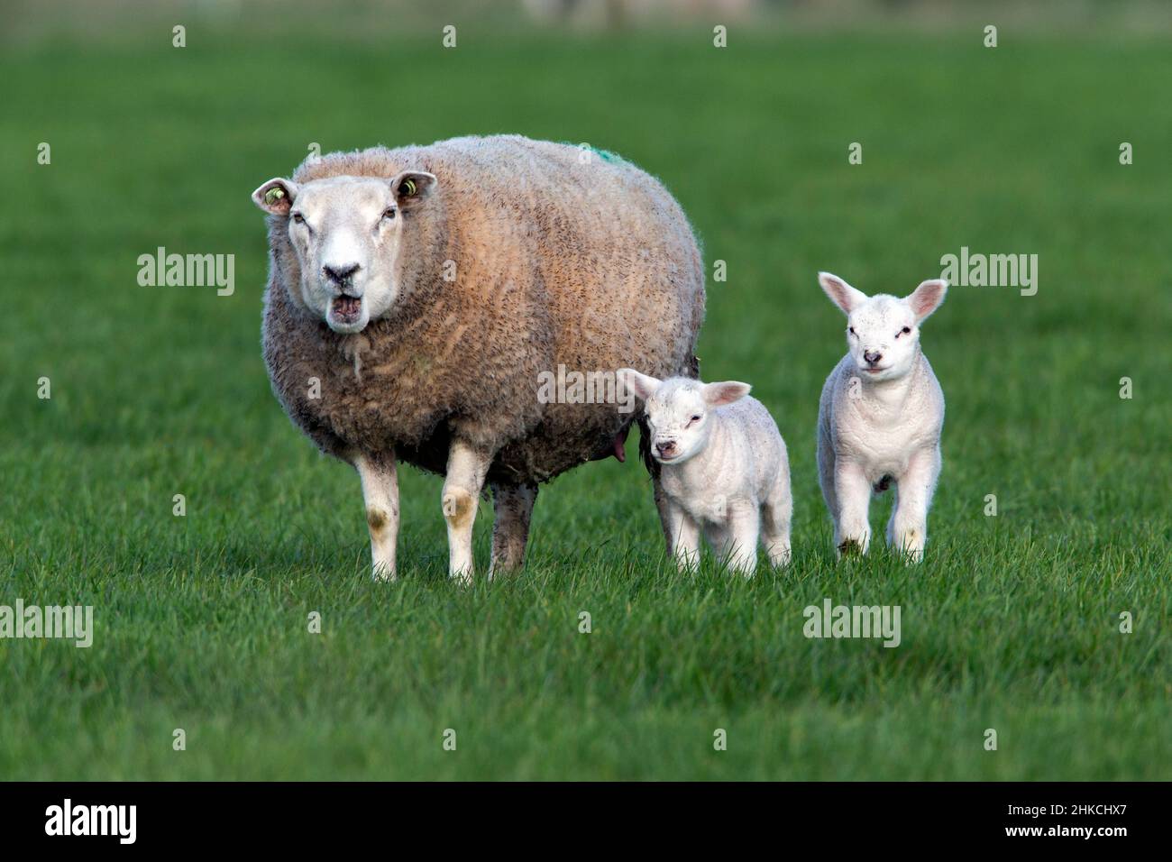 Texel Sheep ewe with twin lambs on meadow, Island of Texel, Holland, Europe Stock Photo
