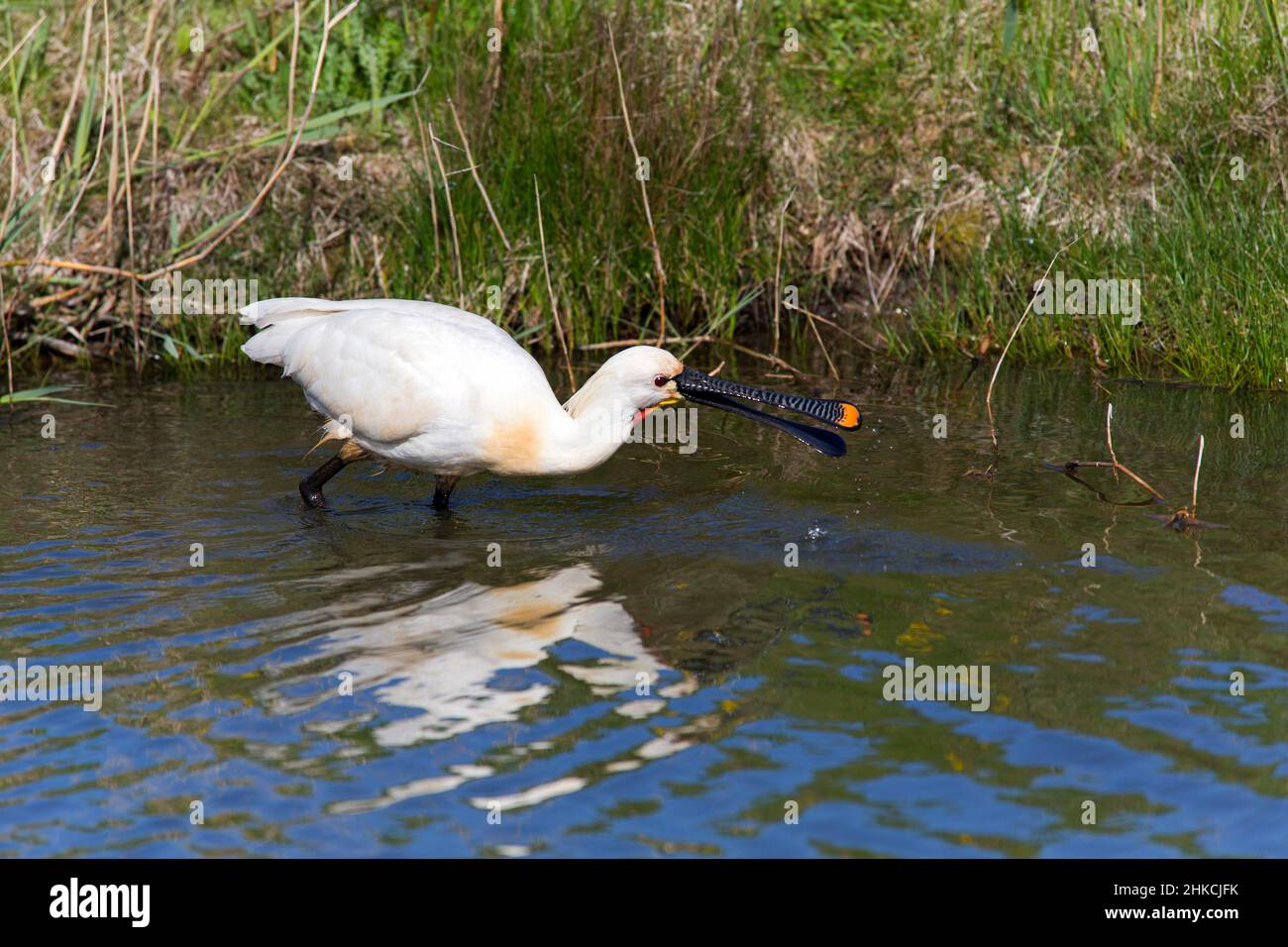 Spoonbill (Platalea leucorodia) catching food in ditch, Island of Texel, Holland, Europe Stock Photo