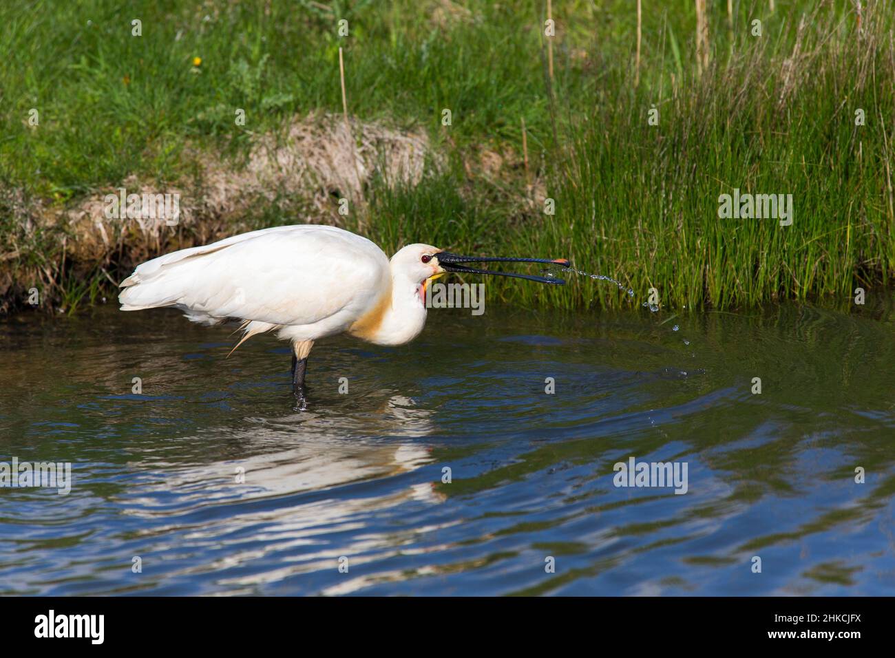 Spoonbill (Platalea leucorodia) catching food in ditch, Island of Texel, Holland, Europe Stock Photo