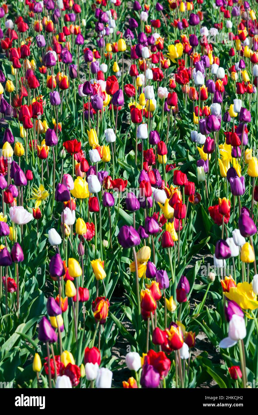 Tulips (Tulipa sp.) grown as cultivated crop, island of Texel, Holland, Europe Stock Photo Alamy