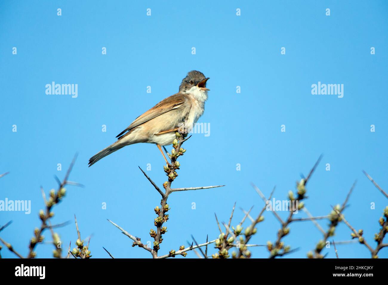Whitethroat (Sylvia communis) male singing from bush top, Island of Texel, Holland, Europe Stock Photo