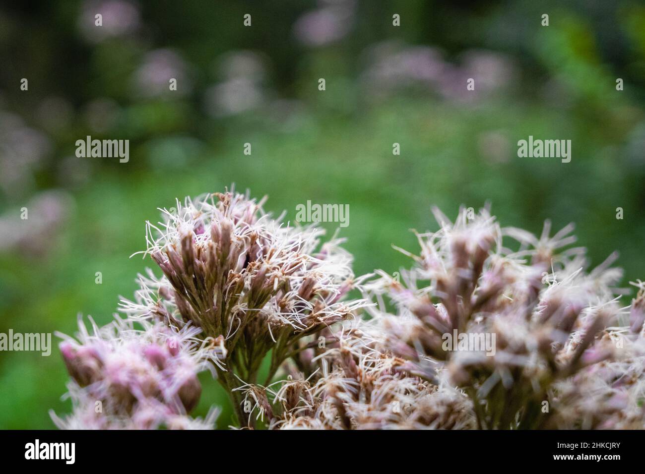 Blütenpflanze im bewachsenen Wald Stock Photo