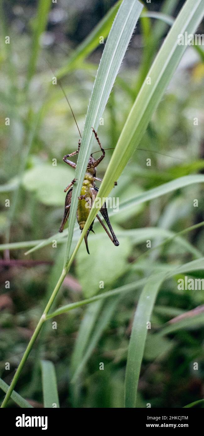 Heuschrecke/ grasshopper/ locust in lush green Stock Photo