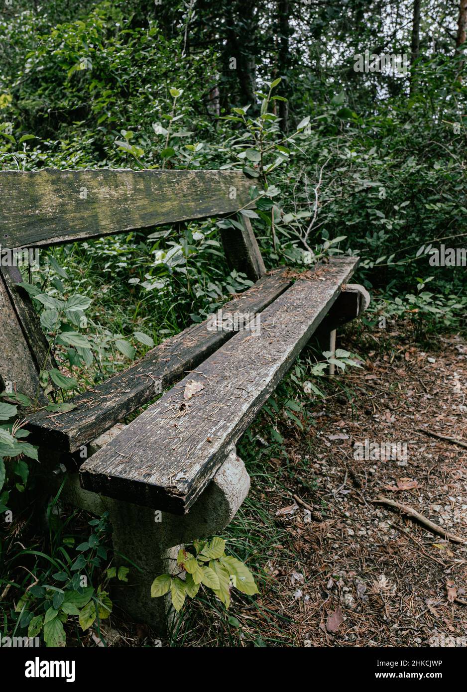 lonely, old, overgrown bench in the woods Stock Photo
