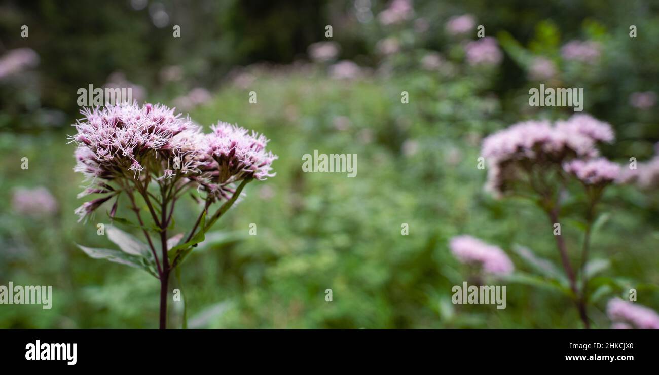 Blütenpflanze im bewachsenen Wald Stock Photo