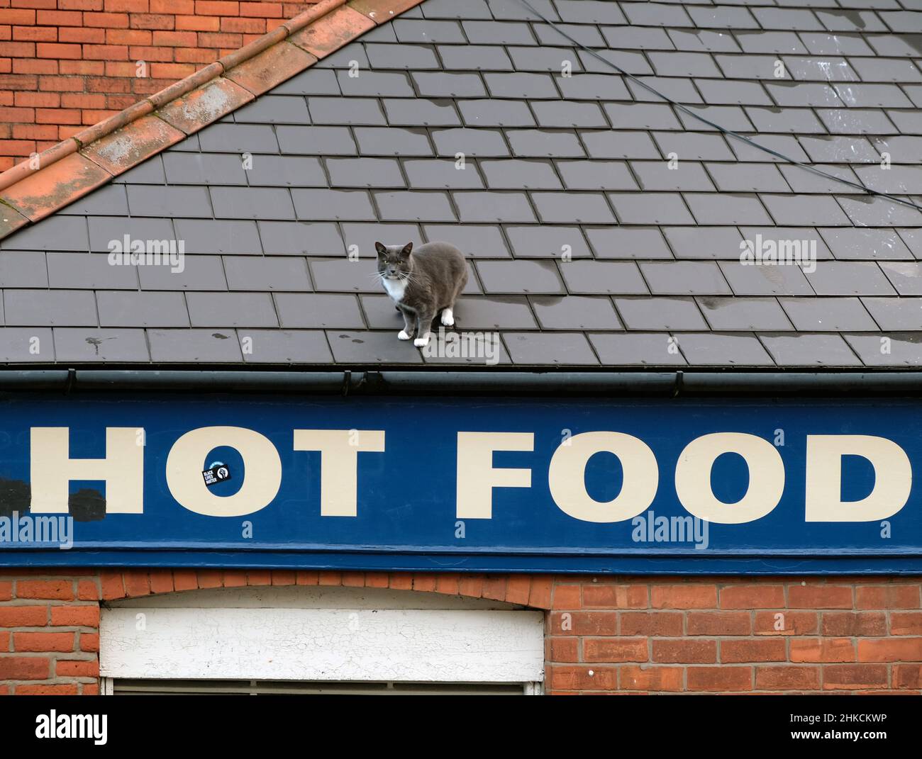 'Cat on a Hot Food Roof', Whitehead, County Antrim, Northern Ireland. Stock Photo