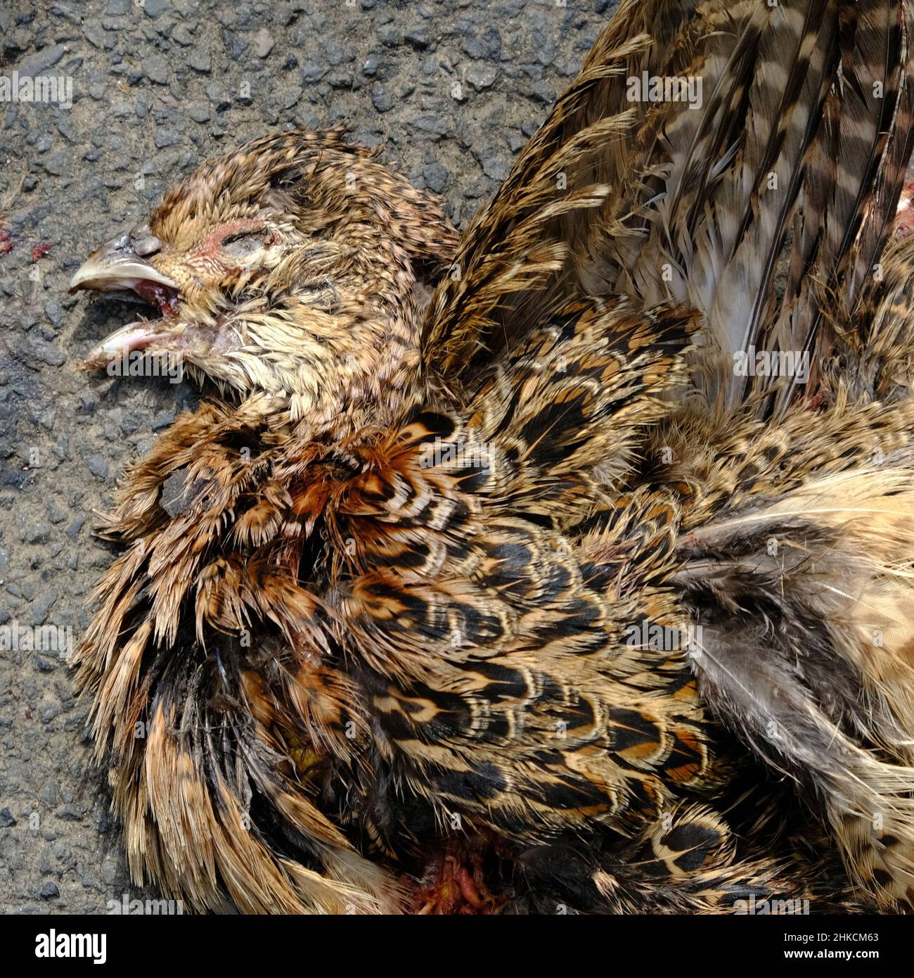 Roadkill, (pheasant), Acreback Road, County Antrim Stock Photo