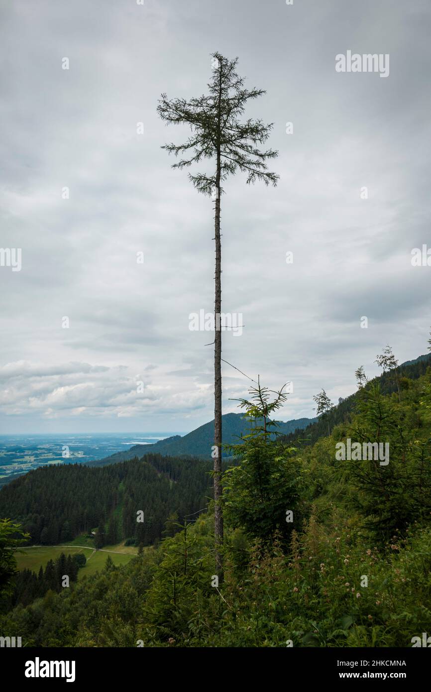 Vista of a mountain with a lone pine tree Stock Photo