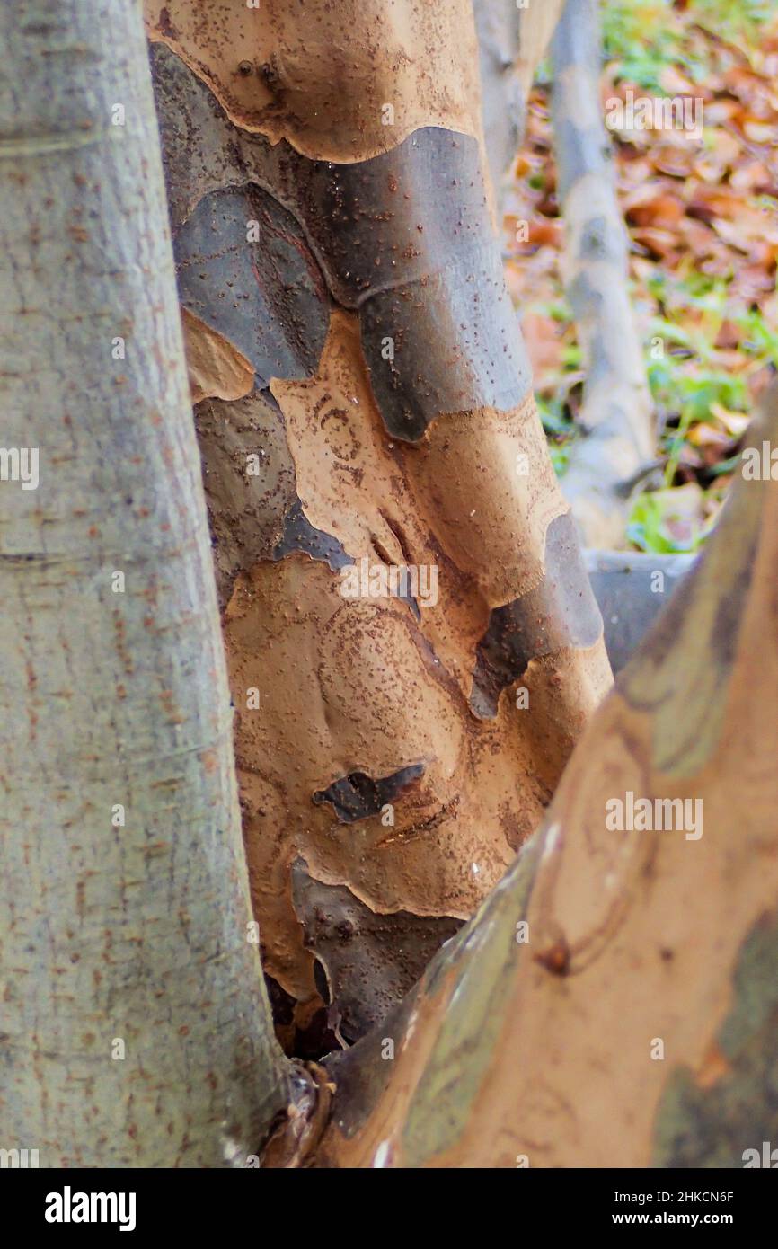 Quince Tree Bark