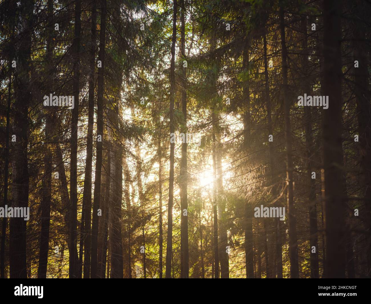 traditional forest of central Russia, summer sunset. Scenic forest of ...