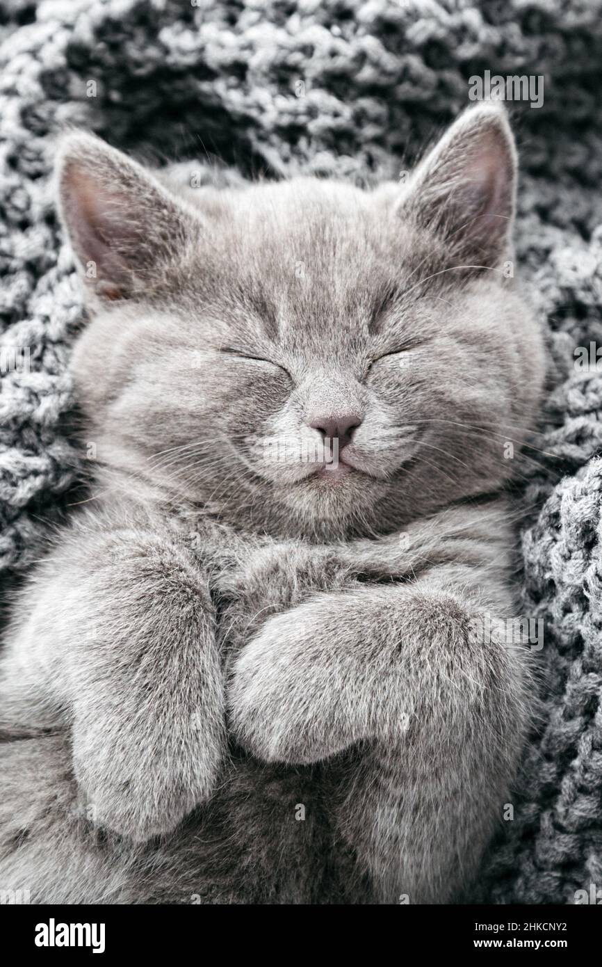 Gray Cat Smiling sleeping close up portrait. Kitten Happy contented cat pet lying Nap see happy dreams relaxing on Plaid. Pets cat is very happy on Stock Photo