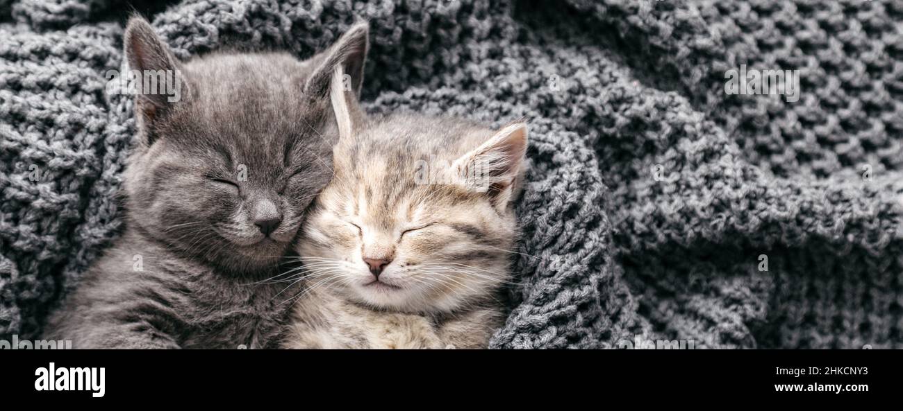 Couple kittens in love sleep nap on soft knitted gray blanket. Portrait cats rest in bed. Feline love hug friendship on Valentine day. Pets Animal Stock Photo
