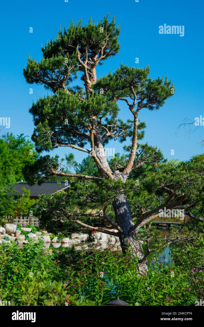 Japanese zen gardener hires stock photography and images Alamy