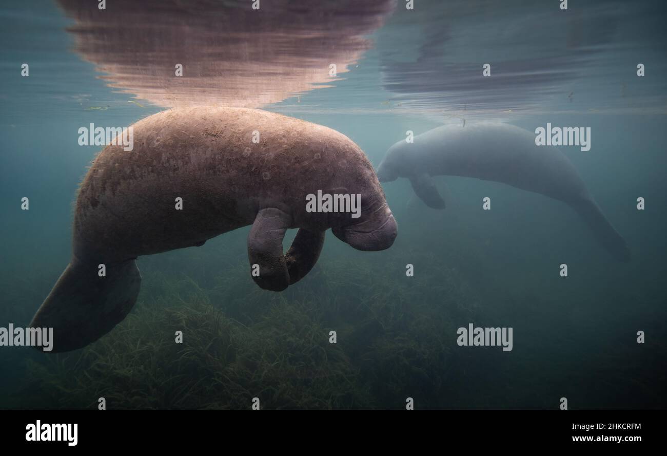 A manatee underwater in Florida Stock Photo - Alamy