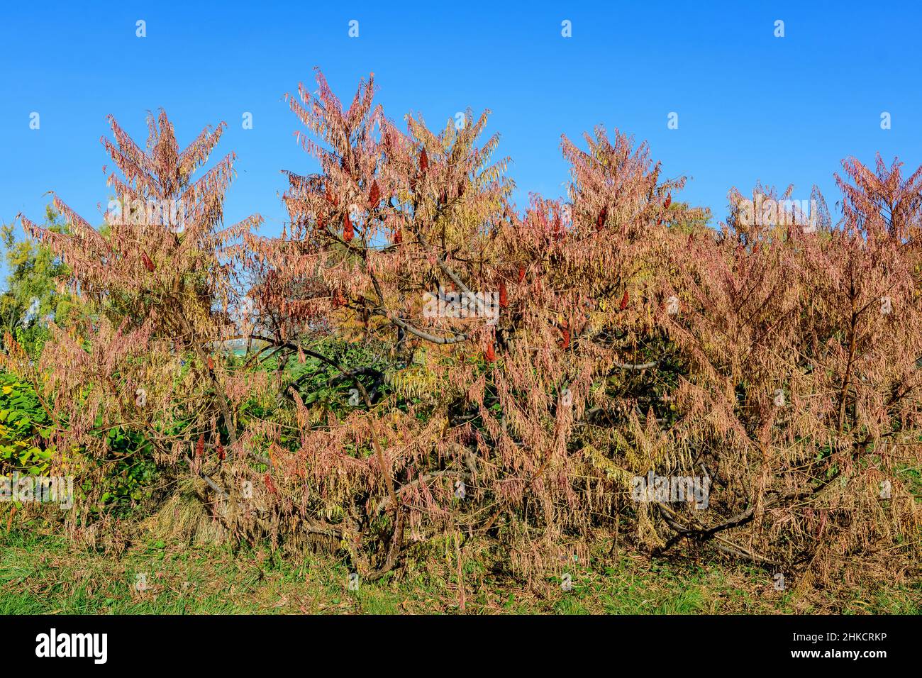 Minimalist monochrome background with large red and orange leaves and ...