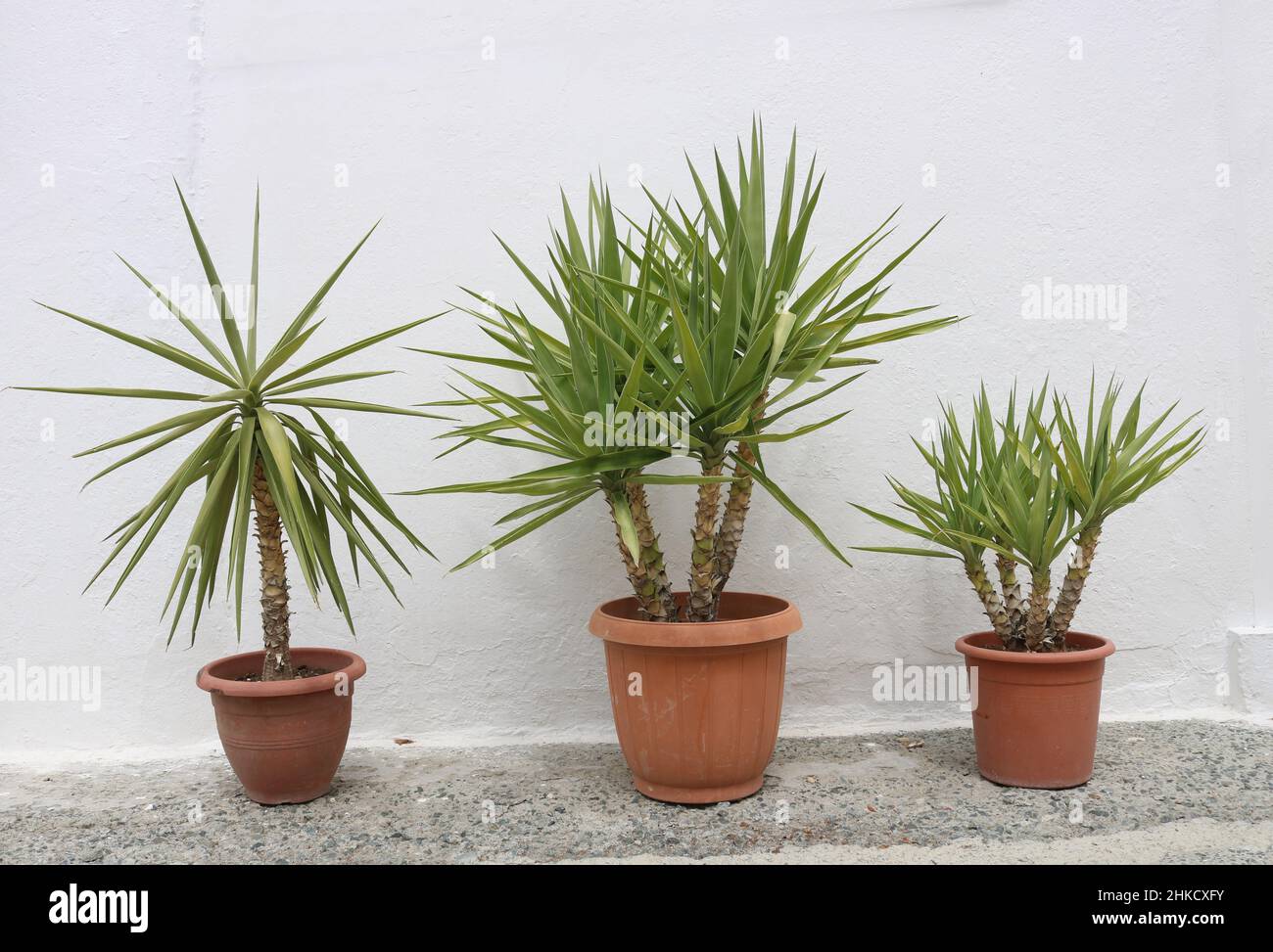 Three Potted plants outside in front of a white background Stock Photo ...