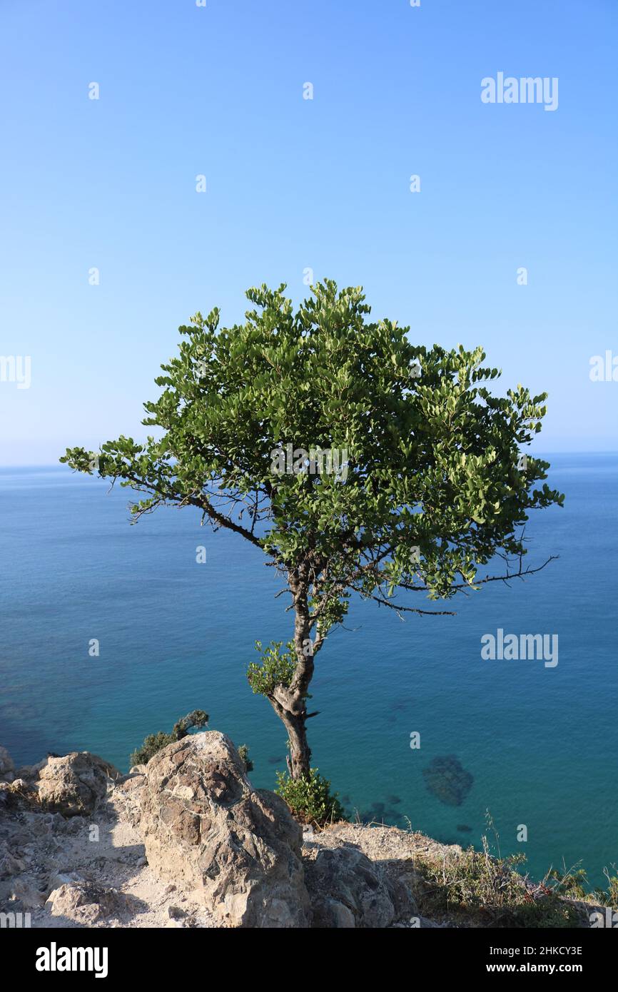 A tree growing at the side of a cliff face near the Baths of Aphrodite, Cyprus Stock Photo