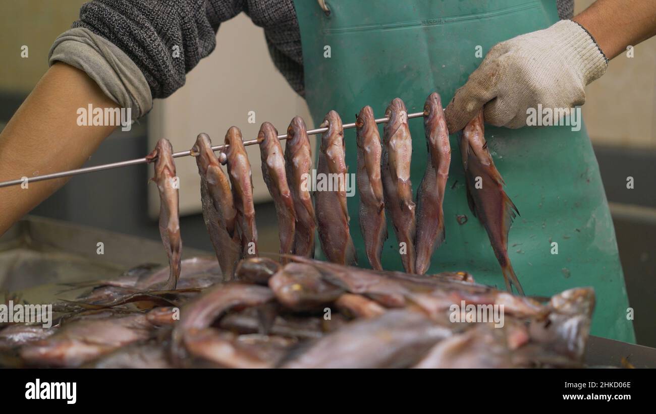 String fish for drying. Preparing fish for drying. Drying fish. Fish