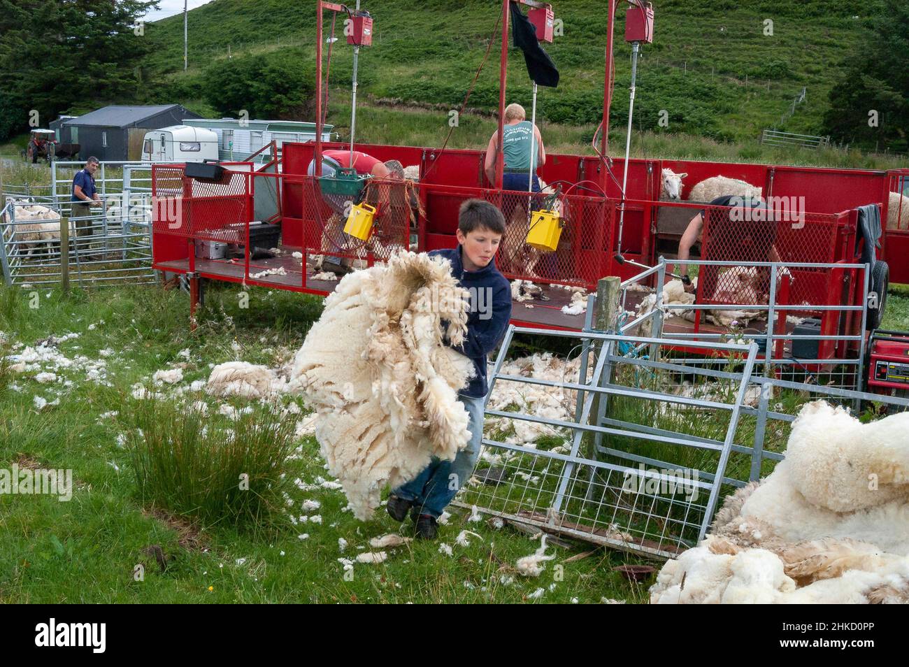 Young boy carrying woolen fleece while shearing takes place during July on the Isle of Skye in the Highlands of Scotland,Inner Hebridies,Scotland, UK Stock Photo