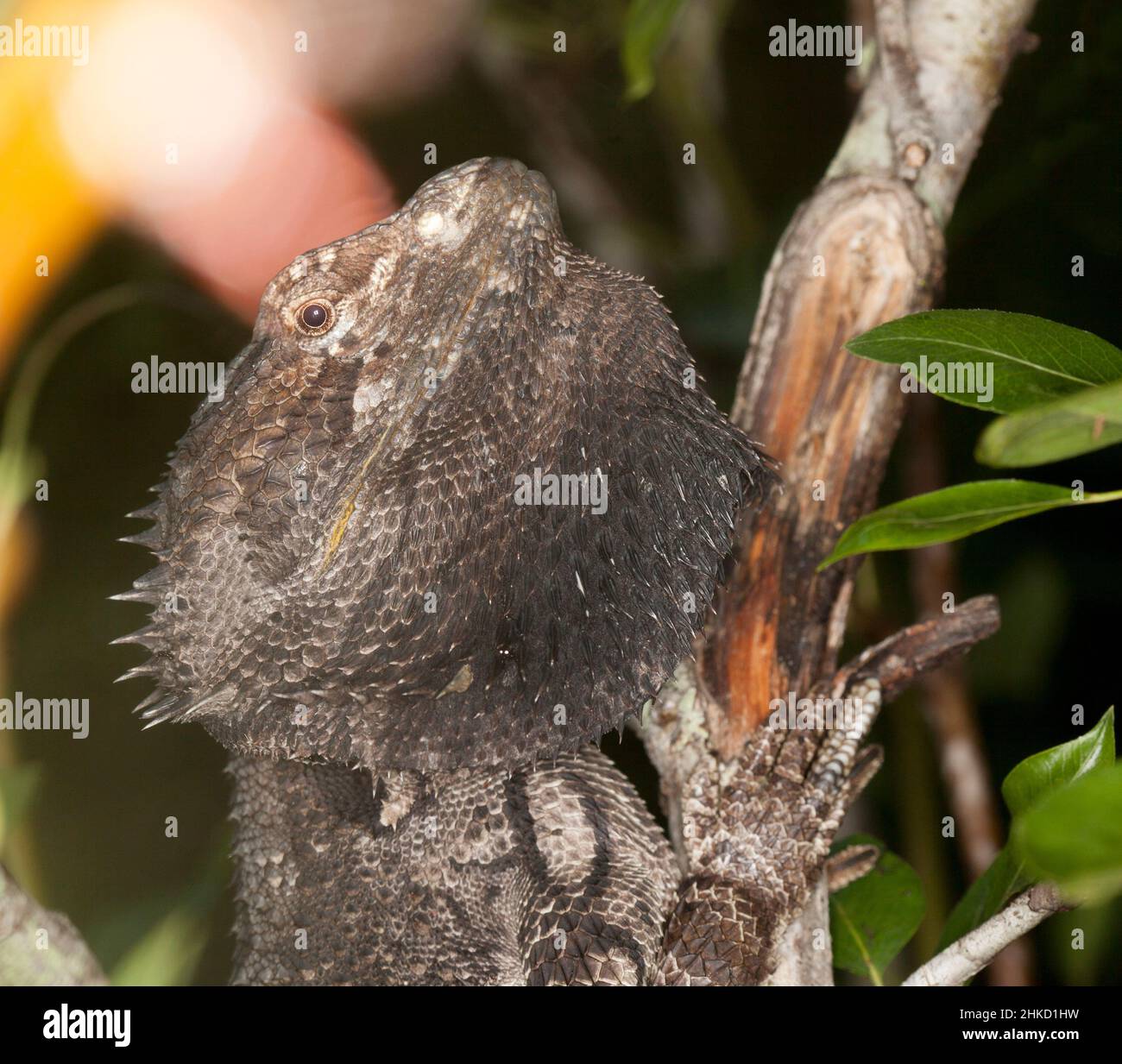Bearded Dragon in pear tree in the garden Stock Photo Alamy