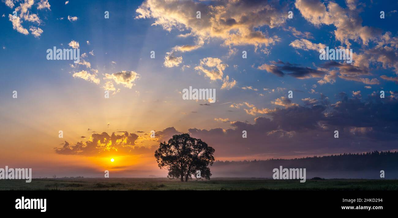 Beautiful sunrise over green field and single tree in a summer morning ...