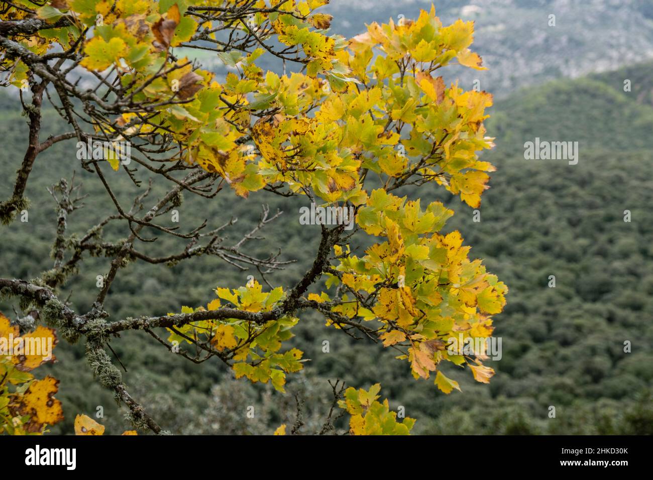 autumn maple, Acer opalus subsp. garnetnse , Ses Voltes d'En Galileu, Mallorca, Balearic Islands, Spain Stock Photo