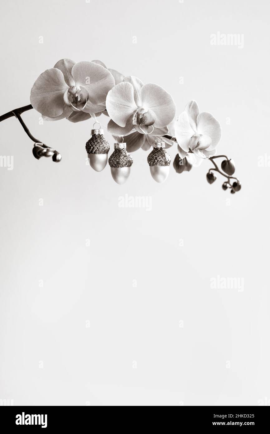 A branch of a blooming orchid decorated with a Christmas garland. Stock Photo