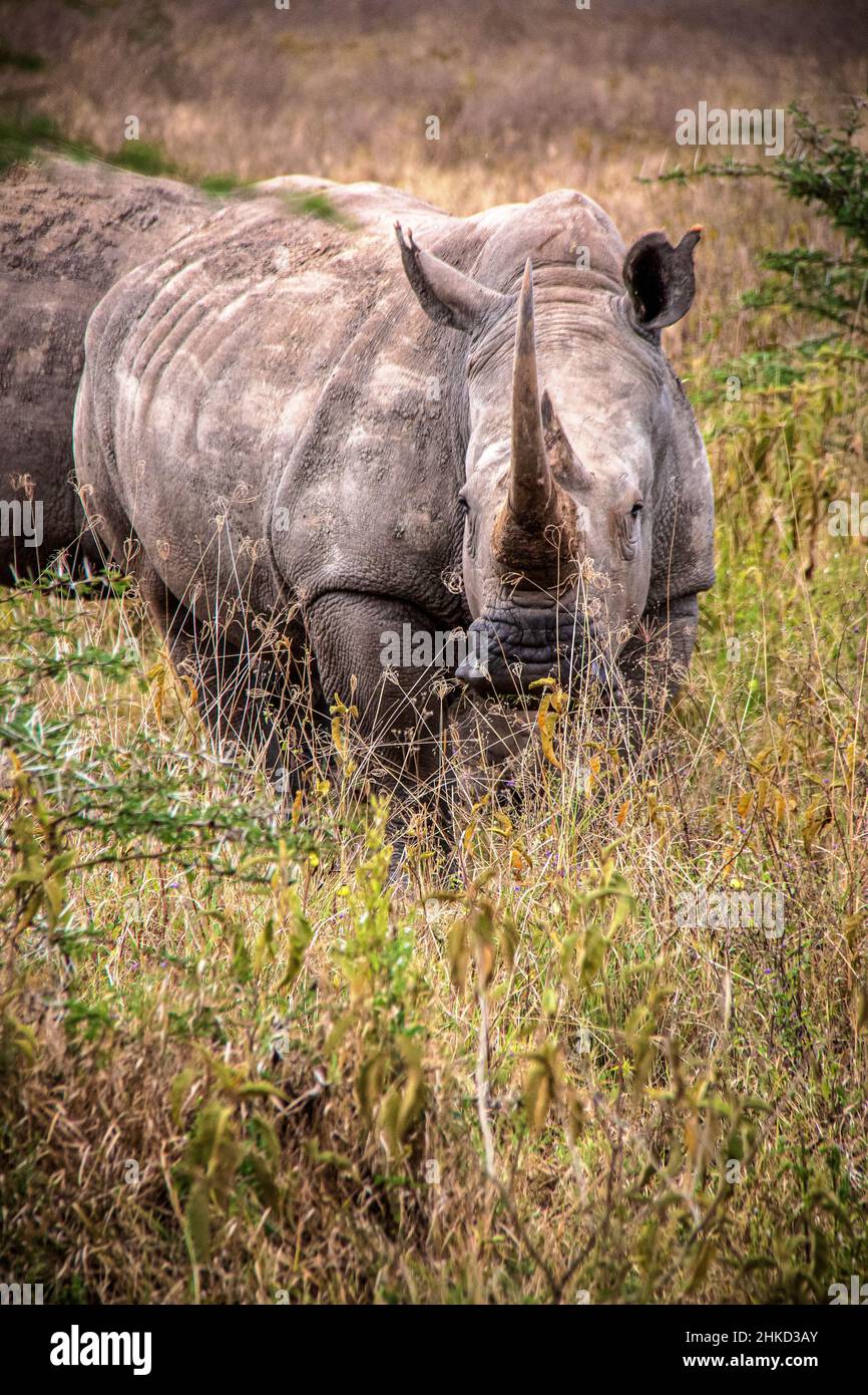 White rhino front view hi-res stock photography and images - Alamy