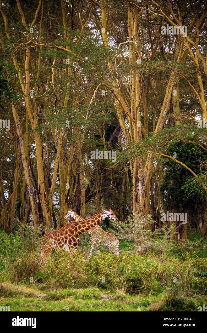View of two fully grown Nubian giraffes standing with crossed necks underneath giant trees inside a forest in the Lake Nakuru National Park, Kenya Stock Photo