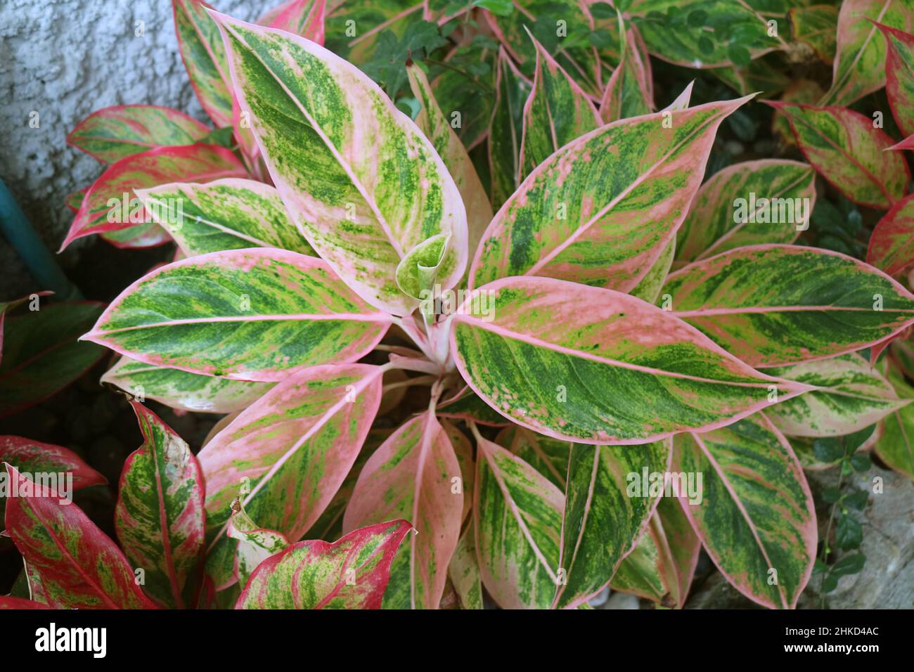 Amazing Green and Pink Foliage of Aglaonema Siam Aurora Plant in the Garden Stock Photo
