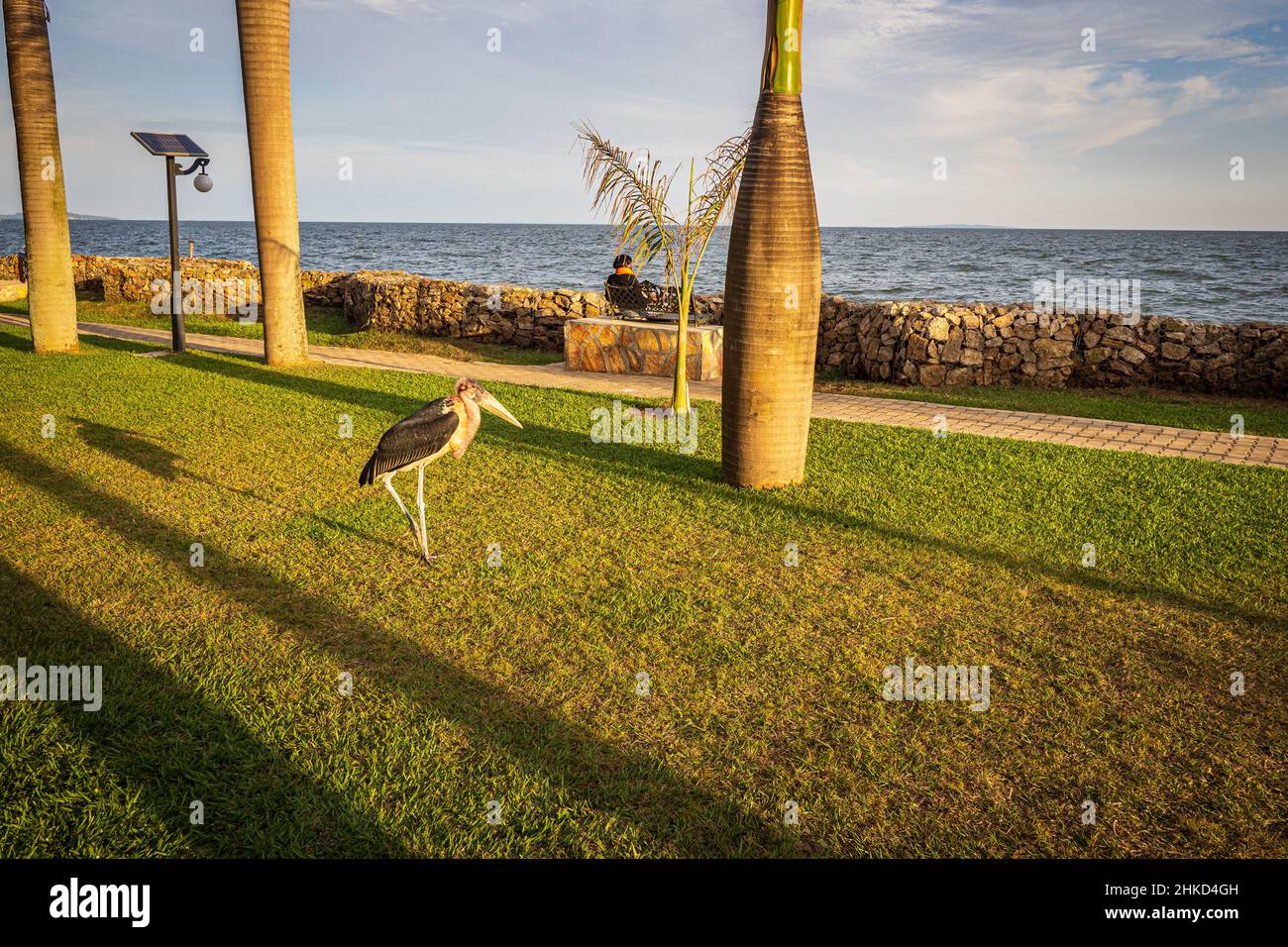 View of a marabou stalking between palm trees across a park on the shores of Lake Victoria, Entebbe, Uganda Stock Photo